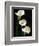 Three White Calla Lilies-Darrell Gulin-Framed Photographic Print