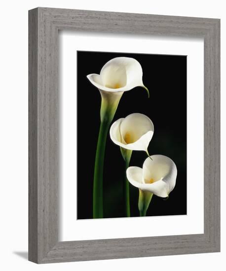 Three White Calla Lilies-Darrell Gulin-Framed Photographic Print