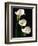 Three White Calla Lilies-Darrell Gulin-Framed Photographic Print