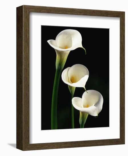 Three White Calla Lilies-Darrell Gulin-Framed Photographic Print