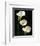 Three White Calla Lilies-Darrell Gulin-Framed Photographic Print