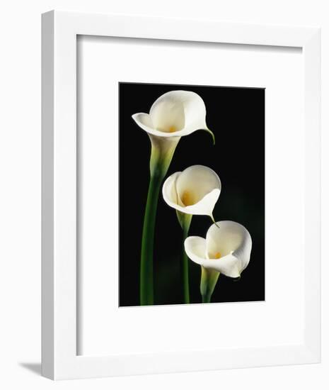 Three White Calla Lilies-Darrell Gulin-Framed Photographic Print