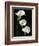 Three White Calla Lilies-Darrell Gulin-Framed Photographic Print