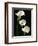 Three White Calla Lilies-Darrell Gulin-Framed Photographic Print