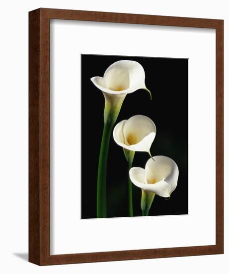 Three White Calla Lilies-Darrell Gulin-Framed Photographic Print