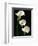 Three White Calla Lilies-Darrell Gulin-Framed Photographic Print