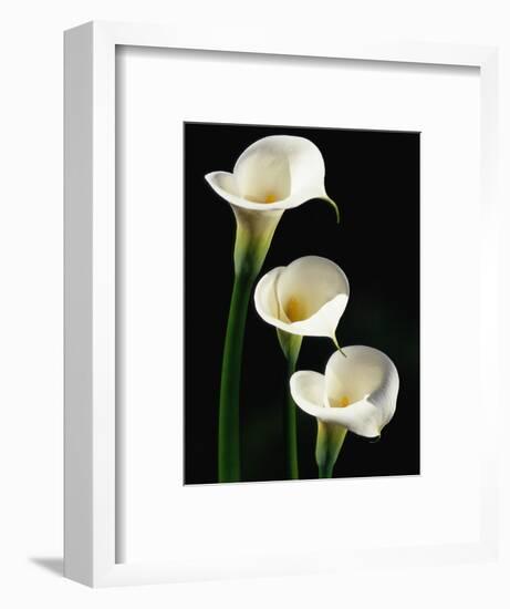 Three White Calla Lilies-Darrell Gulin-Framed Photographic Print