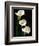 Three White Calla Lilies-Darrell Gulin-Framed Photographic Print