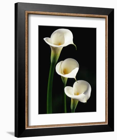 Three White Calla Lilies-Darrell Gulin-Framed Photographic Print