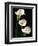 Three White Calla Lilies-Darrell Gulin-Framed Photographic Print