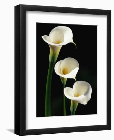 Three White Calla Lilies-Darrell Gulin-Framed Photographic Print