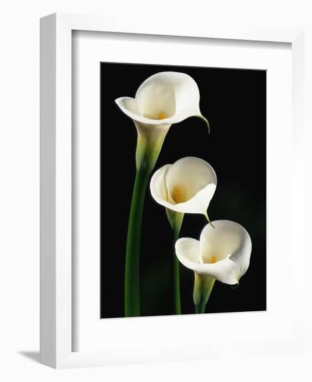 Three White Calla Lilies-Darrell Gulin-Framed Photographic Print