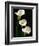 Three White Calla Lilies-Darrell Gulin-Framed Photographic Print