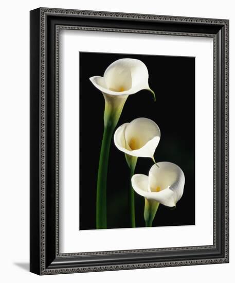 Three White Calla Lilies-Darrell Gulin-Framed Photographic Print