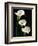 Three White Calla Lilies-Darrell Gulin-Framed Photographic Print