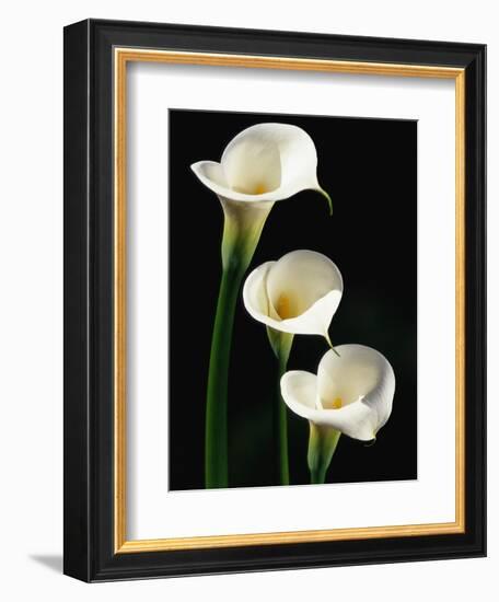 Three White Calla Lilies-Darrell Gulin-Framed Photographic Print