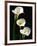 Three White Calla Lilies-Darrell Gulin-Framed Photographic Print