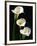 Three White Calla Lilies-Darrell Gulin-Framed Photographic Print