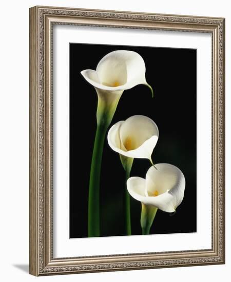 Three White Calla Lilies-Darrell Gulin-Framed Photographic Print