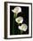 Three White Calla Lilies-Darrell Gulin-Framed Photographic Print