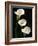 Three White Calla Lilies-Darrell Gulin-Framed Photographic Print