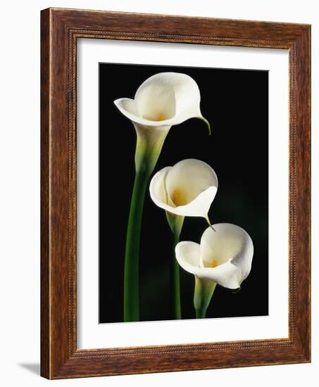 Three White Calla Lilies-Darrell Gulin-Framed Photographic Print