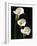 Three White Calla Lilies-Darrell Gulin-Framed Photographic Print