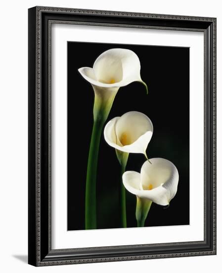 Three White Calla Lilies-Darrell Gulin-Framed Photographic Print