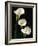 Three White Calla Lilies-Darrell Gulin-Framed Photographic Print