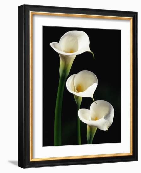 Three White Calla Lilies-Darrell Gulin-Framed Photographic Print