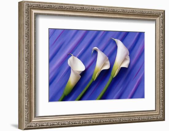 Three White Calla Lilies-Darrell Gulin-Framed Photographic Print