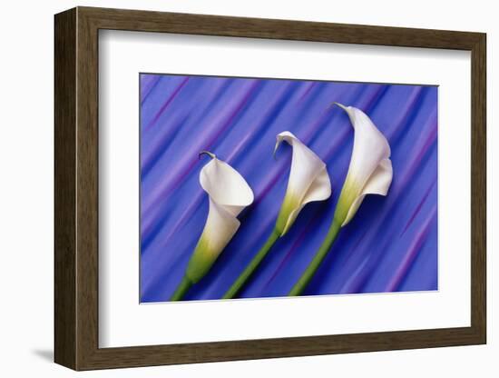 Three White Calla Lilies-Darrell Gulin-Framed Photographic Print