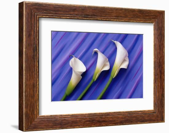 Three White Calla Lilies-Darrell Gulin-Framed Photographic Print