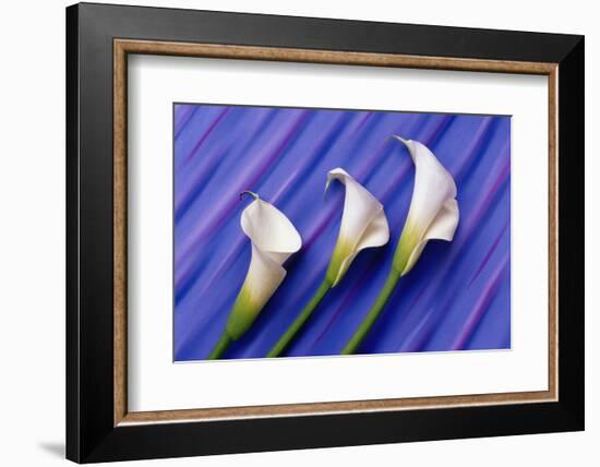 Three White Calla Lilies-Darrell Gulin-Framed Photographic Print