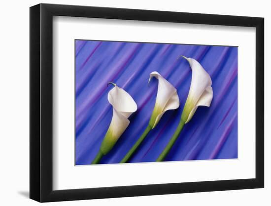 Three White Calla Lilies-Darrell Gulin-Framed Photographic Print