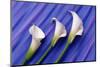 Three White Calla Lilies-Darrell Gulin-Mounted Photographic Print