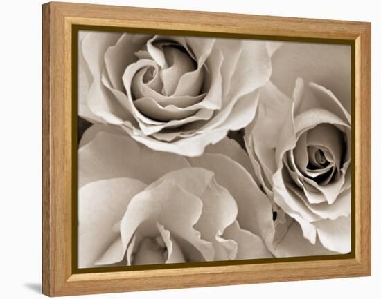 Three White Roses-Robert Cattan-Framed Premier Image Canvas