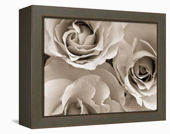 Three White Roses-Robert Cattan-Framed Premier Image Canvas