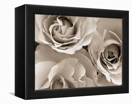 Three White Roses-Robert Cattan-Framed Premier Image Canvas