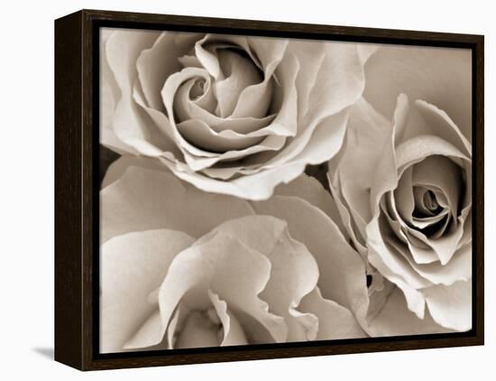 Three White Roses-Robert Cattan-Framed Premier Image Canvas