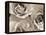 Three White Roses-Robert Cattan-Framed Premier Image Canvas