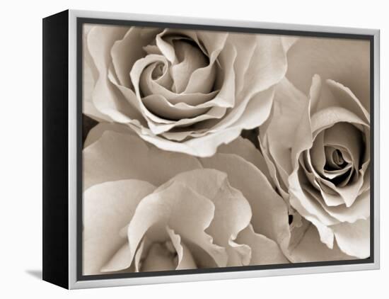 Three White Roses-Robert Cattan-Framed Premier Image Canvas