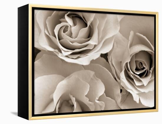 Three White Roses-Robert Cattan-Framed Premier Image Canvas