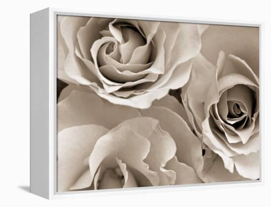 Three White Roses-Robert Cattan-Framed Premier Image Canvas