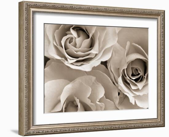 Three White Roses-Robert Cattan-Framed Photographic Print