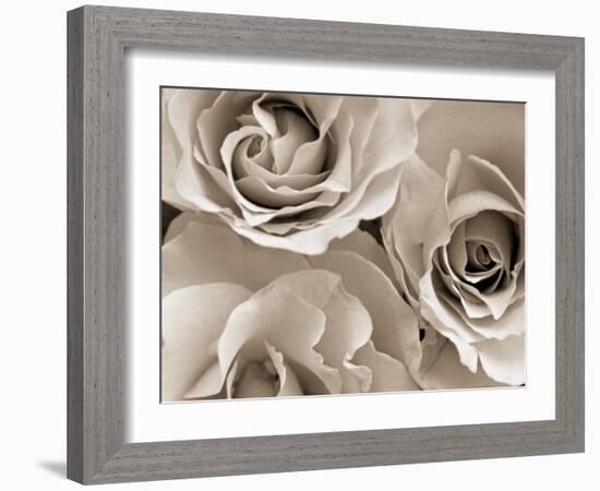 Three White Roses-Robert Cattan-Framed Photographic Print