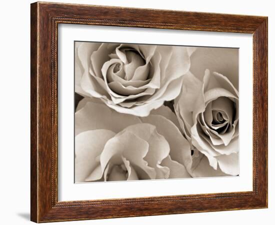 Three White Roses-Robert Cattan-Framed Photographic Print