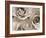 Three White Roses-Robert Cattan-Framed Photographic Print