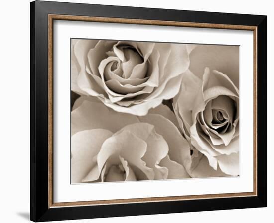 Three White Roses-Robert Cattan-Framed Photographic Print