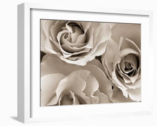 Three White Roses-Robert Cattan-Framed Photographic Print